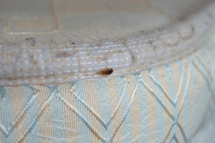 do bed bugs cause a lack of sleep?