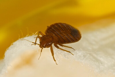 how to sleep after finding bed bugs