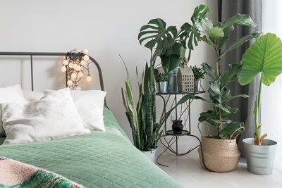 oxygen-producing plants for bedroom