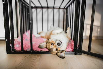 is it ok to sleep next to puppy crate?