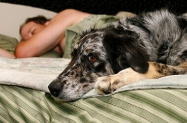 why is it bad to sleep with your dog?