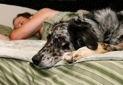 why is it bad to sleep with your dog?
