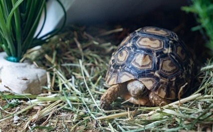 what do tortoises represent in dreams?