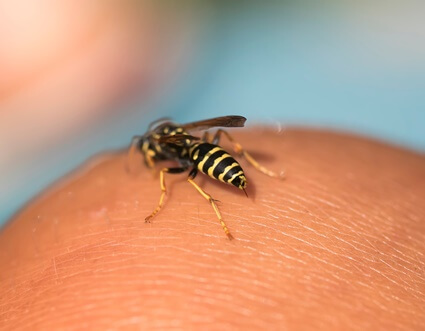 will a wasp sting you for no reason?
