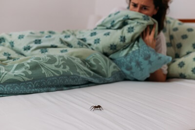 is it safe to sleep with a spider in the room?