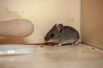 will mice run on you while sleeping?