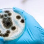 how does mold grow on pillows?