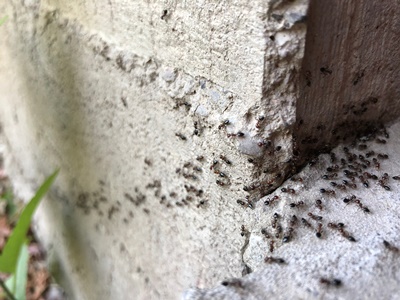is it safe to sleep in a room with ants?